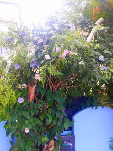 Florianópolis Pousada Los Casarones מראה חיצוני תמונה